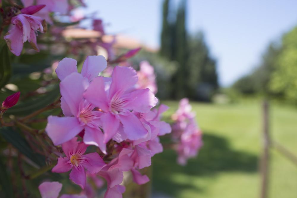 ביבונה Agriturismo Le Vallette מראה חיצוני תמונה