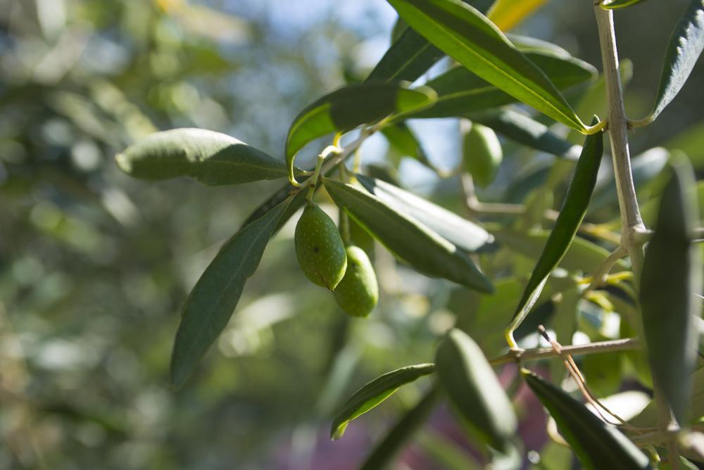 ביבונה Agriturismo Le Vallette מראה חיצוני תמונה